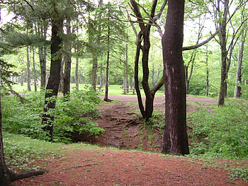 Untitle, branch, trees, ground, green HD wallpaper