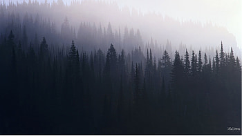 Shadow Forest Morning, mist, shadows, fog, black and white, trees, forest, Firefox Persona theme HD wallpaper