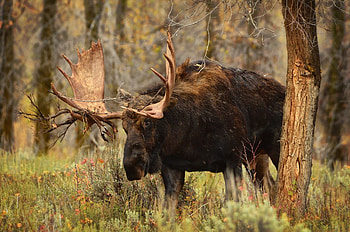 Majestic moose, Tree trunk refuge, Horned creatures, Nature's elegance HD wallpaper