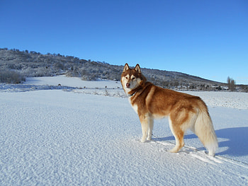 Snow, Animal, Siberian Husky, Dog, Husky, Winter, Dogs HD wallpaper