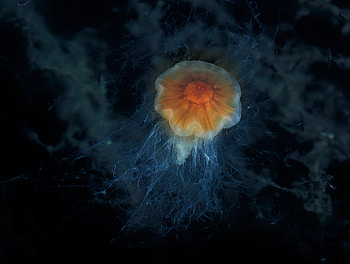 Animals, Sea, Jellyfish, Underwater World, Tentacles, Depth HD wallpaper