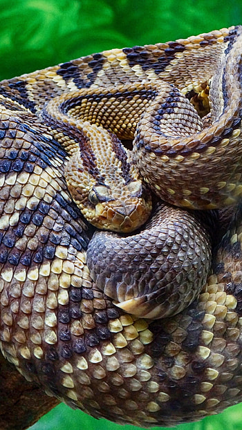 The Middle American, Rattlesnake HD phone wallpaper