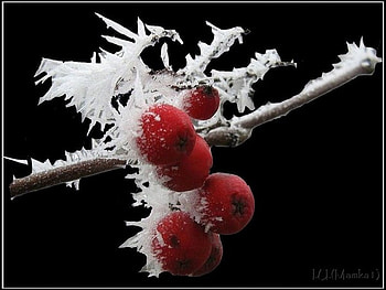 Fruits, cold, winter, red HD wallpaper