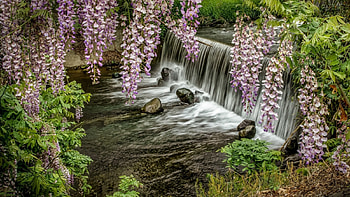 Westeria Vines over the Falls, purple, flowers, nature, water HD wallpaper