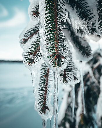Ice, Pine, Macro, Branches, Frozen HD phone wallpaper