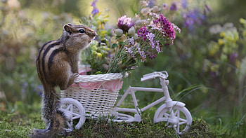Chipmunk, Squirrel, Bicycle, Toy, Colorful, Flowers, Blur, Bokeh, Background, graphy, Animal Squirrel HD wallpaper