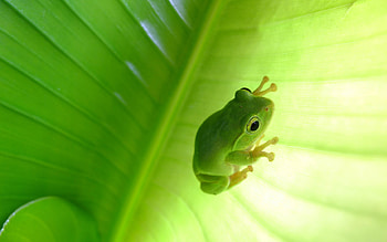 Tree frog , Nature's beauty, Arboreal wonder, Stunning visuals HD wallpaper