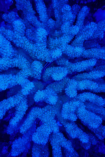 Nature, Coral, Underwater, Submarine HD phone wallpaper