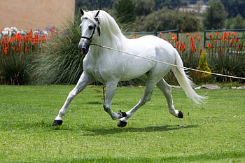 White Prince, spanish, andalusian, horses, white HD wallpaper