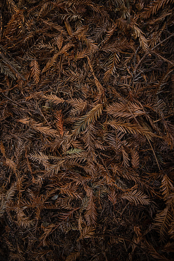 Leaves, Macro, Brown, Dry HD phone wallpaper