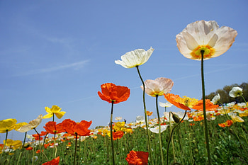 Nature, Flowers, Sky, Poppies, Field, Different HD wallpaper