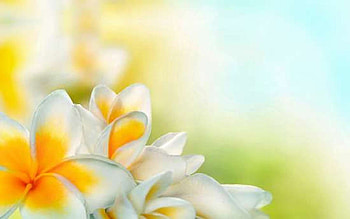 Plumeria, Yellow, White, Frangipani, Bokeh HD wallpaper