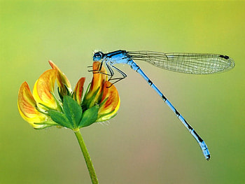Blue Dragonfly, dragonfly, flower HD wallpaper