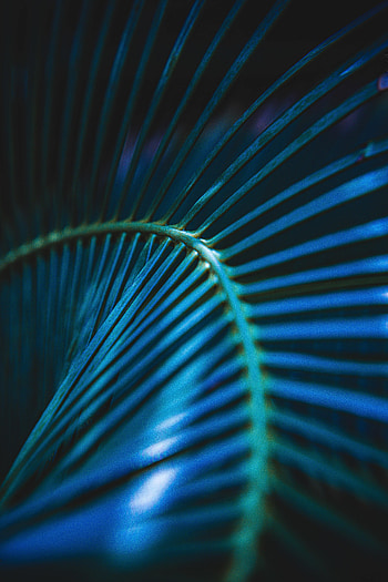 Macro, Sheet, Leaf, Stripes, Streaks, Palm Leaf HD phone wallpaper