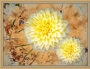 Flower child, vector, flowers HD wallpaper
