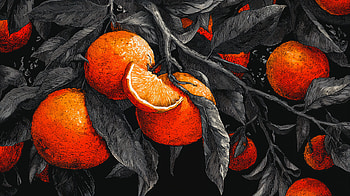 Noir Citrus — Black & Orange Nature, nature, orange (Color), lemon HD wallpaper