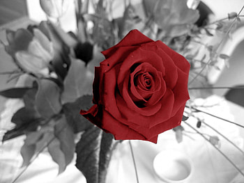 beautiful, pink, black, red HD wallpaper