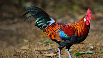 Rooster, chicken, feather, bird, red, year, pasare, orange HD wallpaper