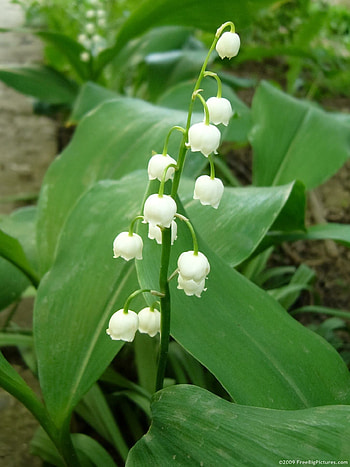 Lily of the Valley, Whimsical , Floral elegance, Nature's gift HD phone wallpaper