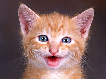 Animals, Kitty, Kitten, Muzzle, Redhead, Scream, Cry HD wallpaper