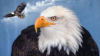 America's Eagles, Memorial Day, Bald Eagle, birds, political, USA, patriotic, eagles, Firefox Persona theme, United States of American, Veterans Day, Independence Day, sky HD wallpaper