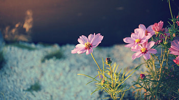 Nature, Flowers, Night, Petals, Greens HD wallpaper