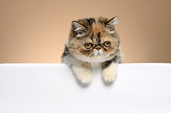 Calico, Exotic Shorthair Cat HD wallpaper