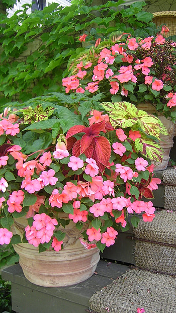 Begonia, Beautiful, Flower HD phone wallpaper