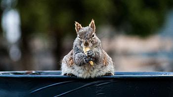 Funny, Animals, Squirrel, Food, Animal, Nice, Sweetheart HD wallpaper