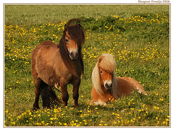 My Little Ponies, horses, ponies, animals, little HD wallpaper