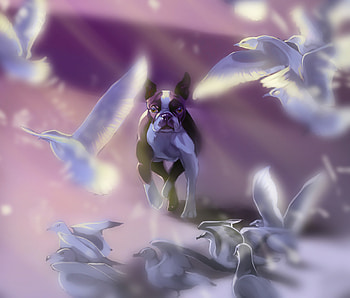 Birds, Art, Pigeons, Dog, Bulldog HD wallpaper