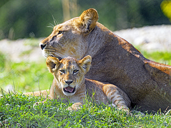 Animals, Lion, Predator, Big Cat, Lioness, Protruding Tongue, Tongue Stuck Out, Lion Cub HD wallpaper