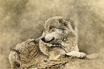 Animals, Art, Predator, Wolf HD wallpaper