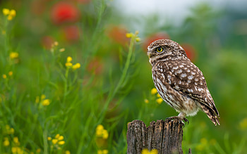 Owl, animal, bird, field HD wallpaper