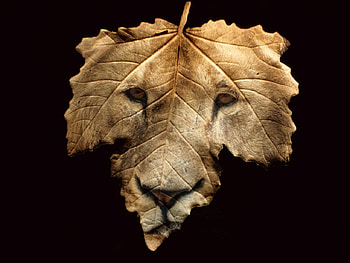 wild leaf , leaf, wild HD wallpaper