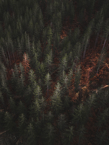 Nature, Trees, View From Above, Forest, Vegetation HD phone wallpaper