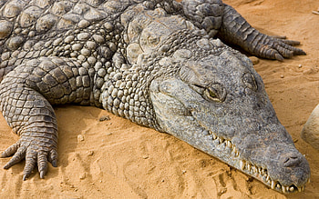 Crocodile, Animal kingdom, Aquatic predator, Reptilian creature HD wallpaper