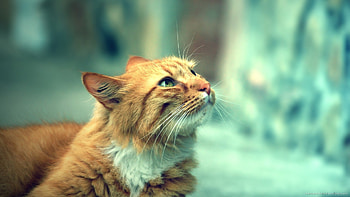 Hipster filter cat HD wallpaper