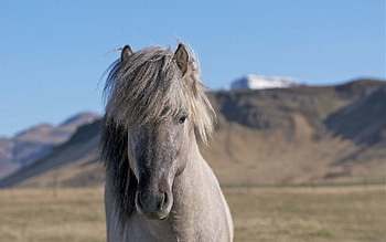 Animals, Mountains, Mane, Head, Horse HD wallpaper