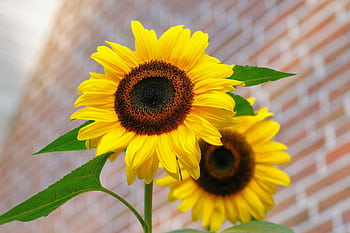 Vivid yellow sunflowers with green leaves in front of a blurred brick wall. HD wallpaper