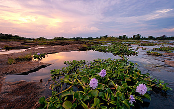 African purple flowers, Green leaves, River sunset, Breathtaking view HD wallpaper