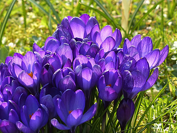 Purple Crocus, purple, graphy, cool, nature, flowers HD wallpaper