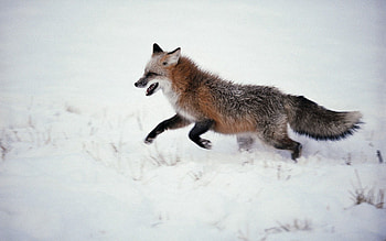 Animals, Snow, Fox, Stroll, Run, Run Away HD wallpaper