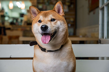 Hokkaido Dog, Sai kung, Time out hong kong HD wallpaper