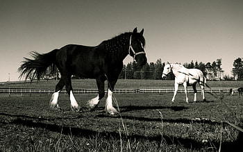 Alone in the Corral, horses, white, black, animals, corral, graph, pasture HD wallpaper