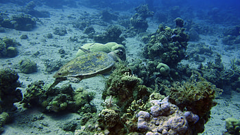 Sea turtle footage, Enchanting underwater world, Stock video wonders, Marine life journey HD wallpaper