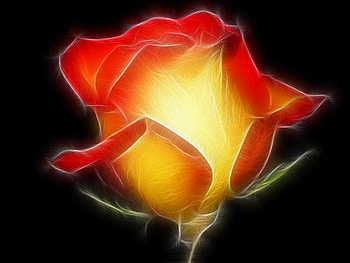 Pretty Orange Rose, rose, stem, orange, pretty HD wallpaper