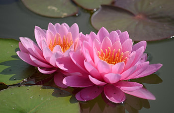 Flowers, Water, Water Lilies, Couple, Pair, Smooth, Surface HD wallpaper