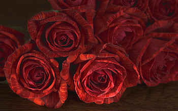 Plants, Flowers, Roses HD wallpaper