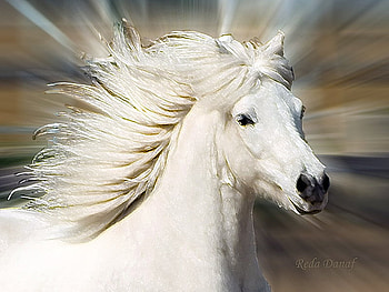 Horse, horses, animals HD wallpaper
